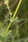 Yellow Spring bedstraw 